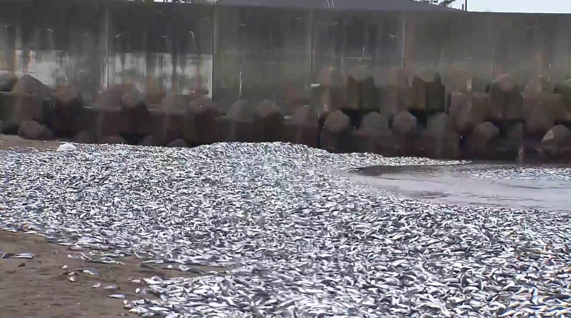 日本新潟縣8日發生一起詭異現象，有民眾目擊大量沙丁魚被沖上岸，大量沙丁魚死在沙灘上，海岸線200公尺的範圍內可見到滿滿魚屍，讓當地居民感到相當害怕，憂心是不是壞事發生前的詭異預兆。（YouTube@日テレNEWS）