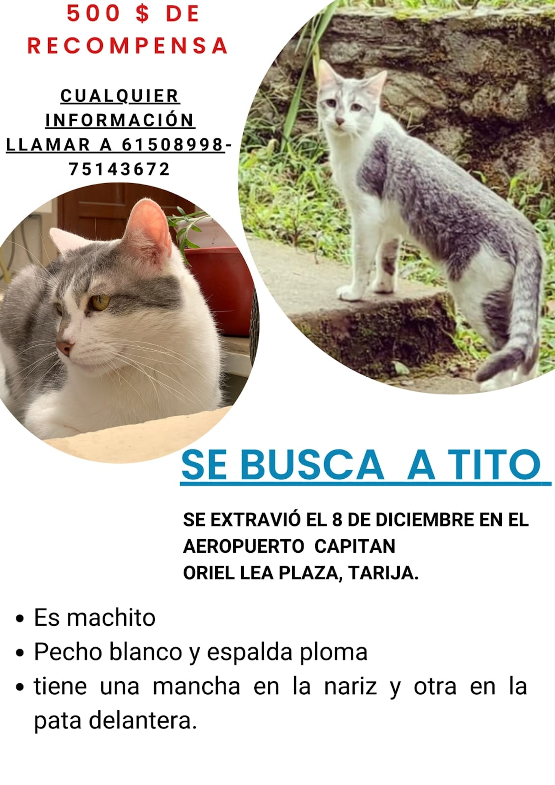 去年12月8日，她決定帶貓從玻利維亞南部的塔里哈飛往聖克魯斯遊玩，這次旅行還有一個重要任務就是給Tito辦理精神撫慰動物的證件。（facebook@Andrea Iturre）