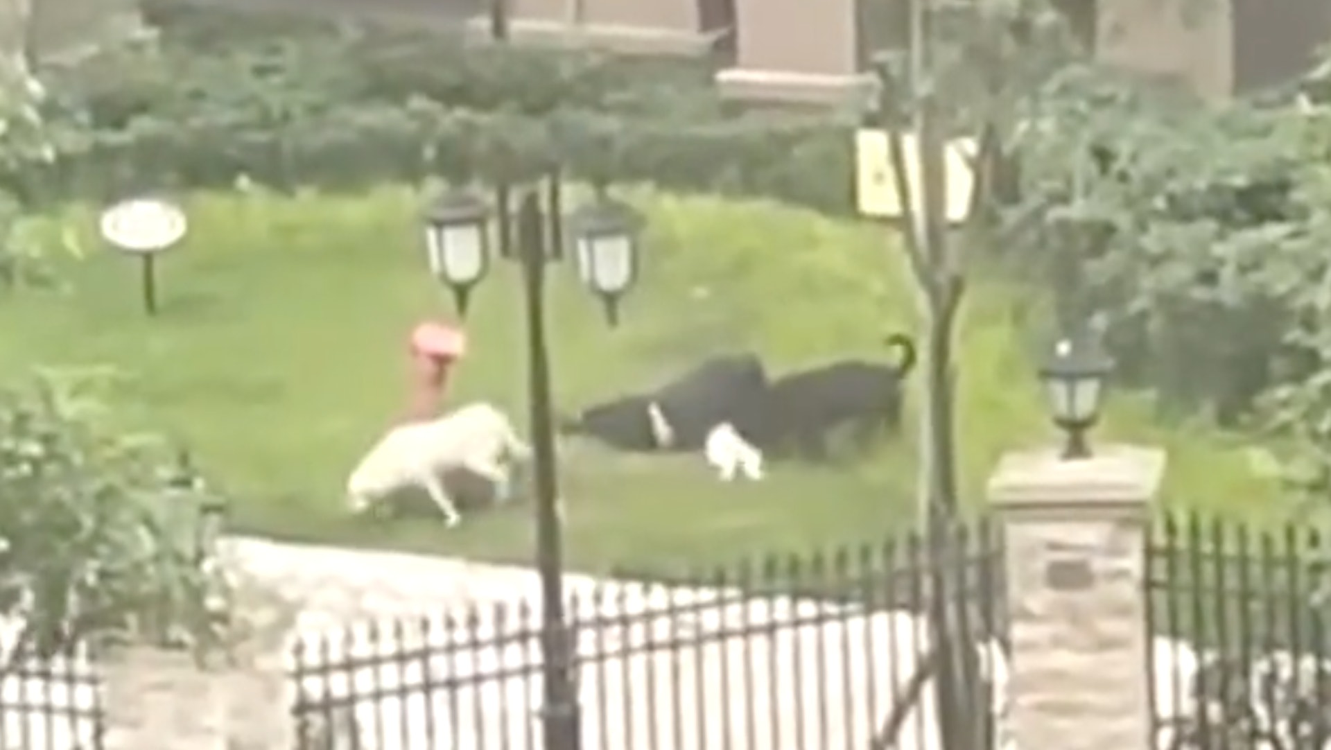 女童遭黑色犬隻撕咬。(影片截圖) 女童遭黑色犬隻撕咬。(影片截圖)