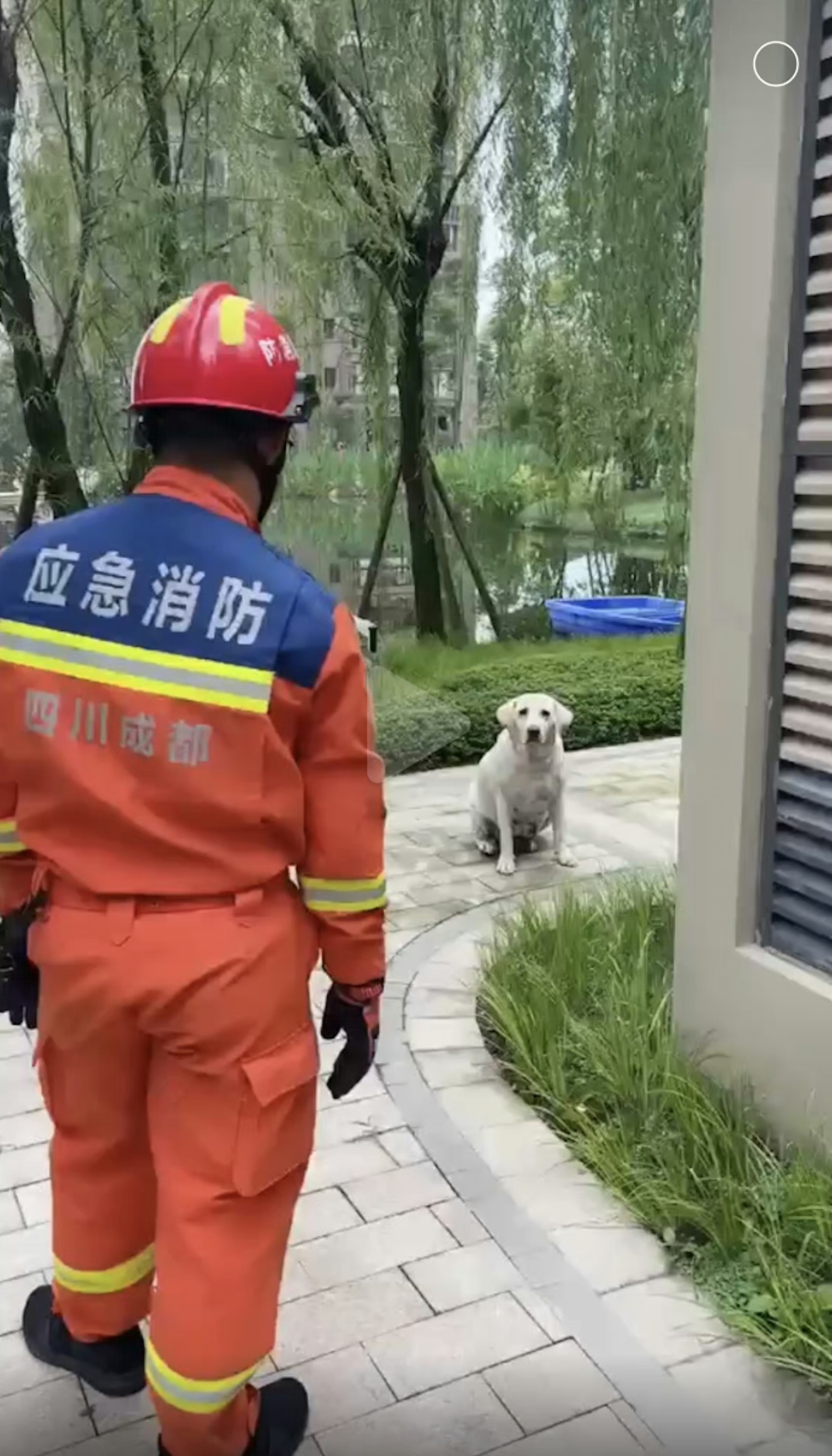 目前已找到其中一隻狗。(微博) 目前已找到其中一隻狗。(微博)
