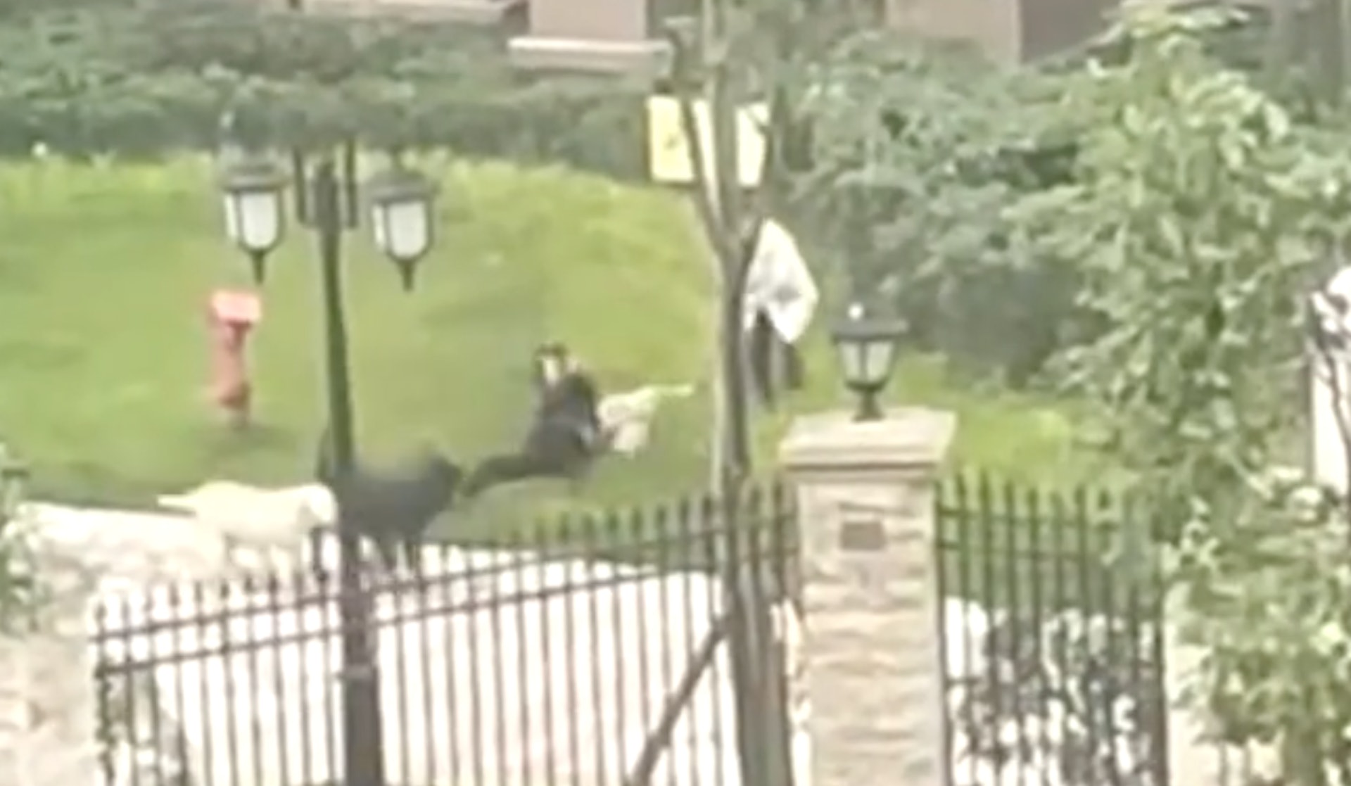 女童遭黑色犬隻撕咬。(影片截圖) 女童遭黑色犬隻撕咬。(影片截圖)
