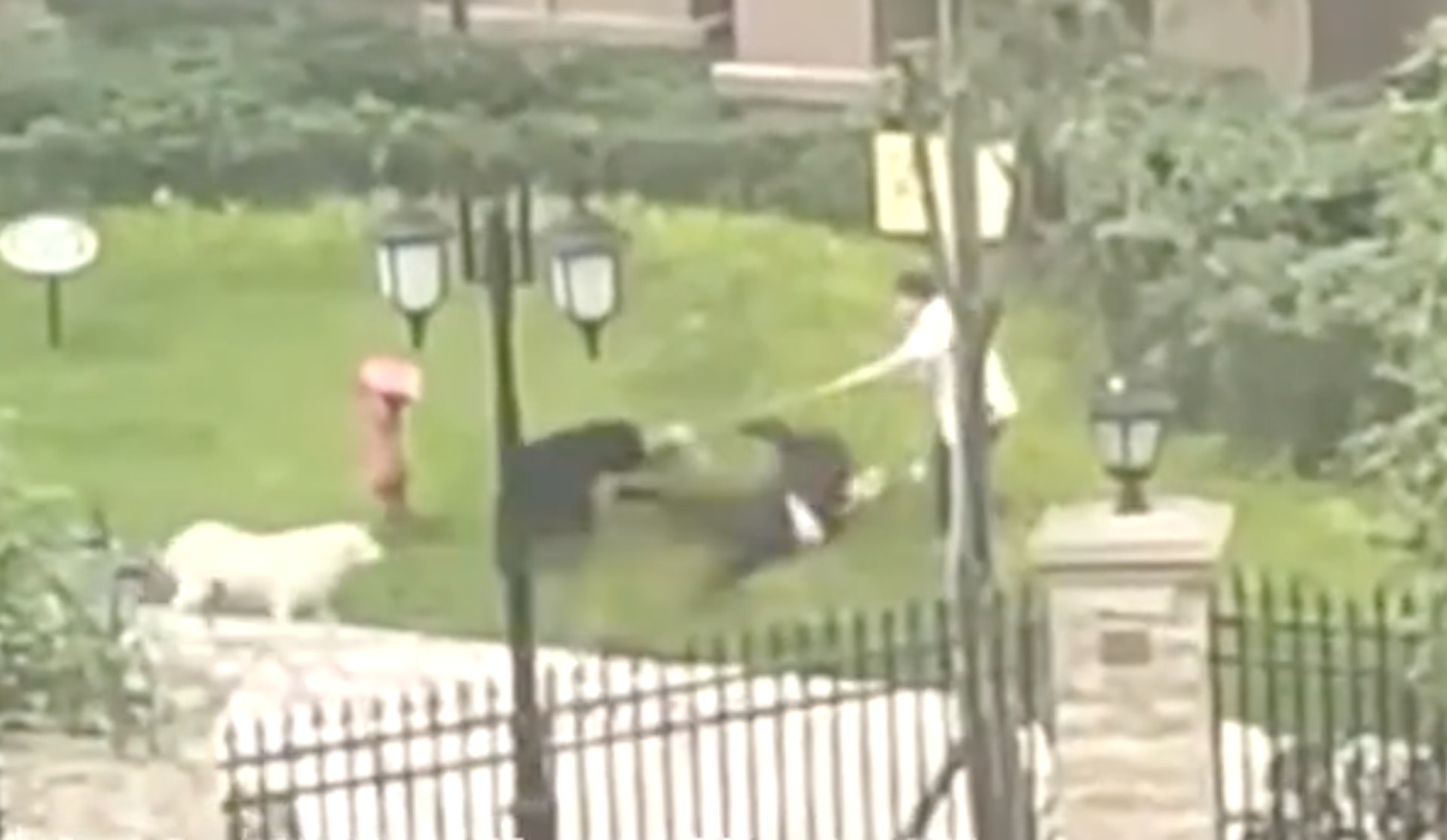 女童遭黑色犬隻撕咬。(影片截圖) 女童遭黑色犬隻撕咬。(影片截圖)